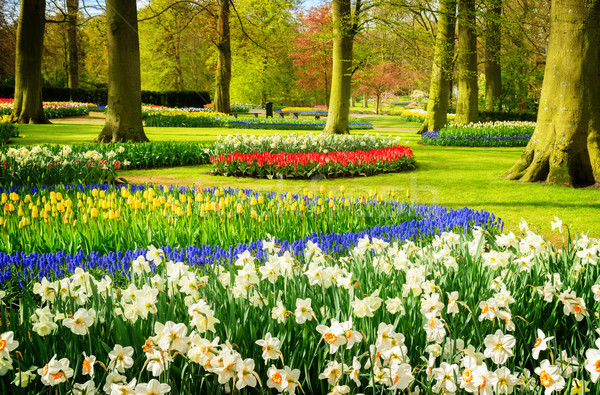 Formal spring garden Stock photo © neirfy