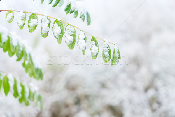 Winter landscape with snow Stock photo © neirfy