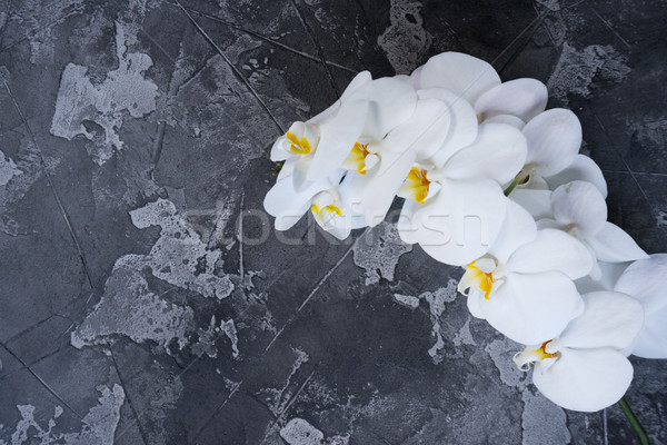Fresco orquídeas flores ramo pedra cópia espaço Foto stock © neirfy