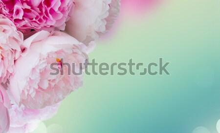 Stock photo: Fresh peony flowers