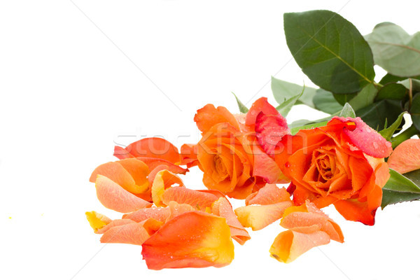 Foto stock: Dois · laranja · rosas · pétalas · isolado · branco