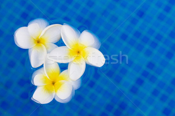 fresh  frangipani flowers  on blue water Stock photo © neirfy