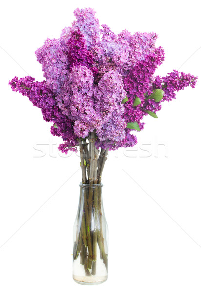 Blumen weiß violett frischen Vase Stock foto © neirfy