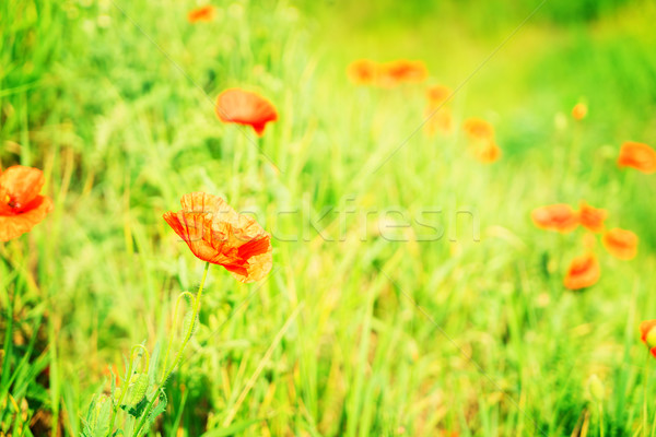 Summer poppy filed Stock photo © neirfy