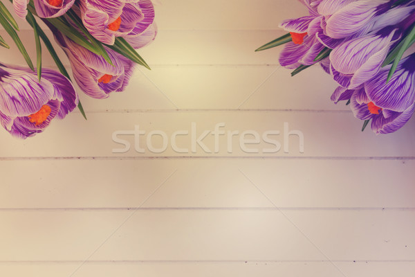 紫色 藏紅花 花卉 白 木 商業照片 © neirfy