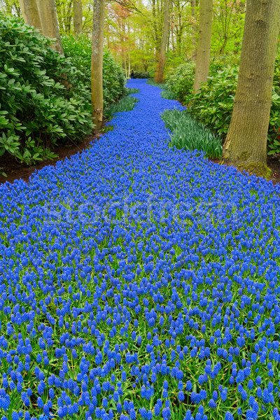 bluebell flowers river Stock photo © neirfy
