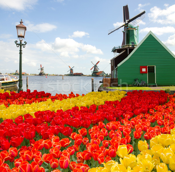 Stockfoto: Nederlands · windmolen · voorjaar · tulpen · Nederland · bloemen