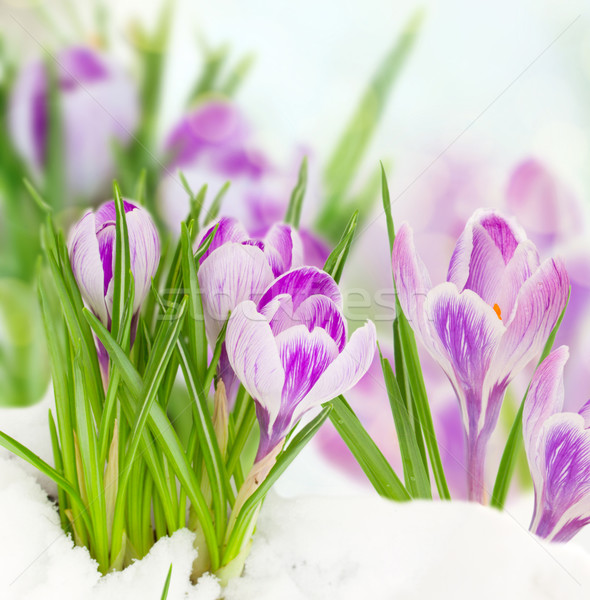 Foto d'archivio: Primavera · neve · fiori · bokeh · Pasqua · cielo