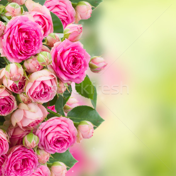 Stock photo: border of  fresh pink roses close up