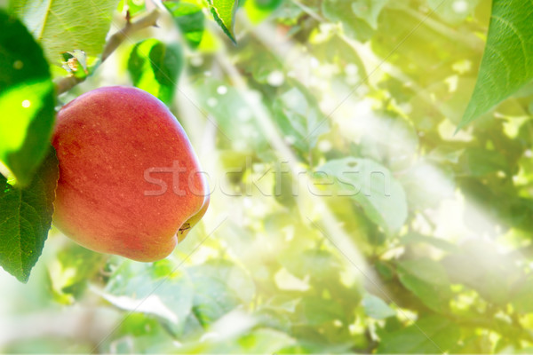 Apple hanging on tree Stock photo © neirfy
