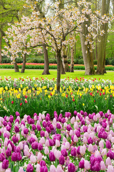 Formal spring garden Stock photo © neirfy