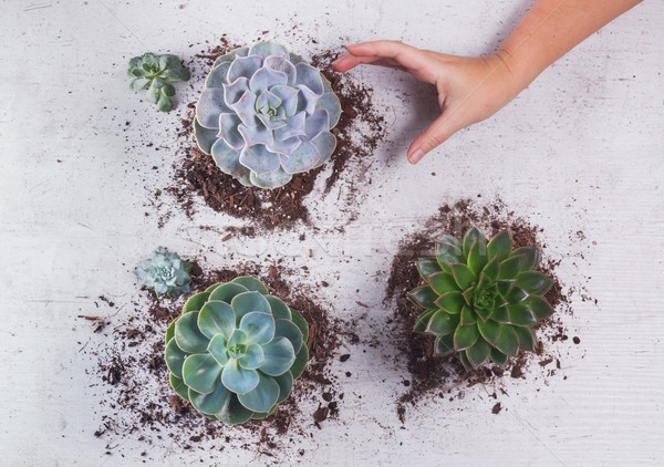 Stock photo: Succuletn growing plants