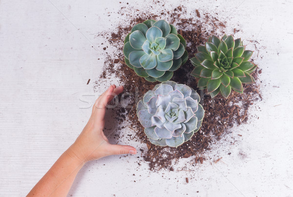 Succulent croissant plantes vert sol blanche [[stock_photo]] © neirfy