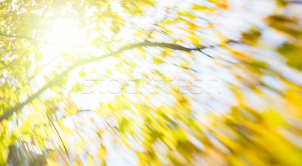 blur of yellow leaves Stock photo © neirfy