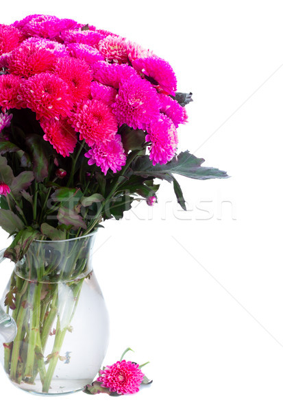 Azul crisantemo flores magenta rosa Foto stock © neirfy