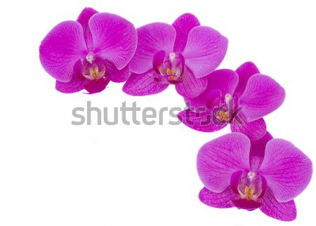 Stock photo: flowers of orchid frame