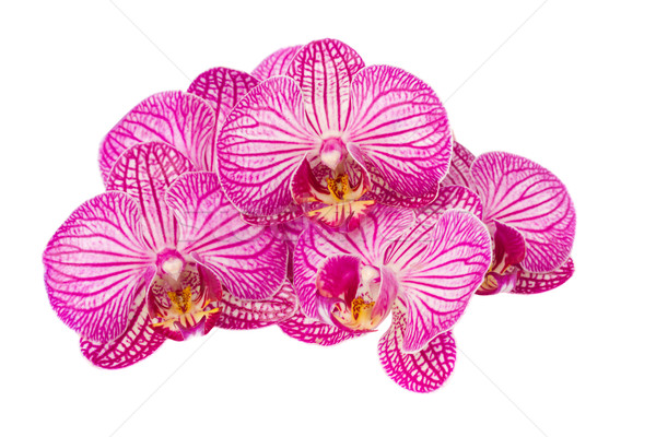 Köteg mályvaszínű orchidea virágok izolált fehér Stock fotó © neirfy