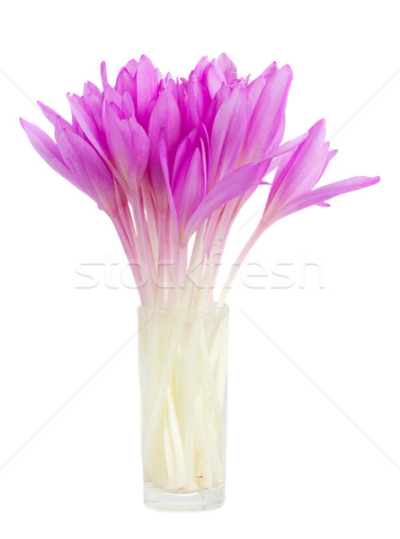 Legelő sáfrány váza lila virágcsokor izolált Stock fotó © neirfy