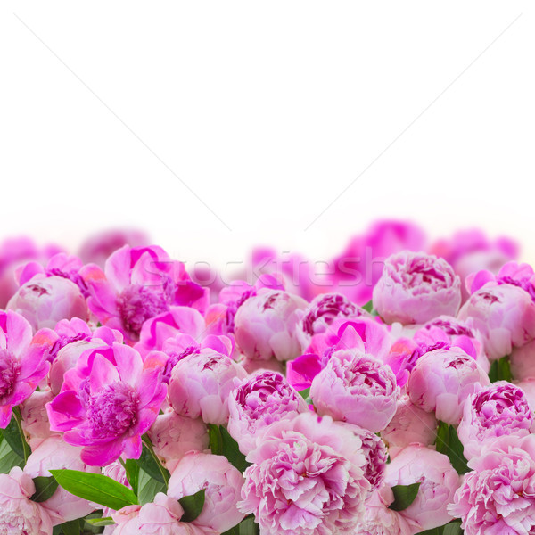 [[stock_photo]]: Jardin · rose · isolé · blanche · feuille · été