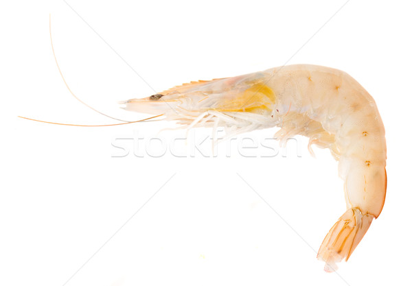 Jeden krewetka surowy odizolowany biały morza Zdjęcia stock © neirfy