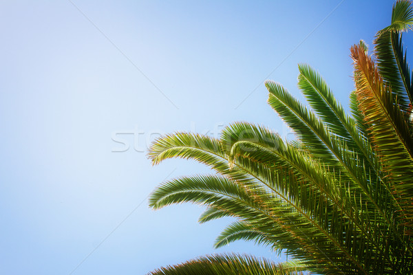 Palma niebieski pozostawia Błękitne niebo instagram retro Zdjęcia stock © neirfy