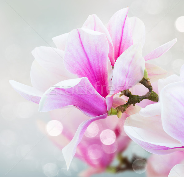 Roz magnolie flori crenguta proaspăt Imagine de stoc © neirfy