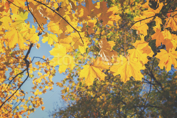 yellow leaves in autumn park Stock photo © neirfy