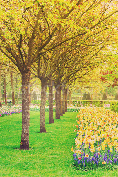 Stock fotó: Tavasz · kert · Hollandia · színes · zöld · gyep