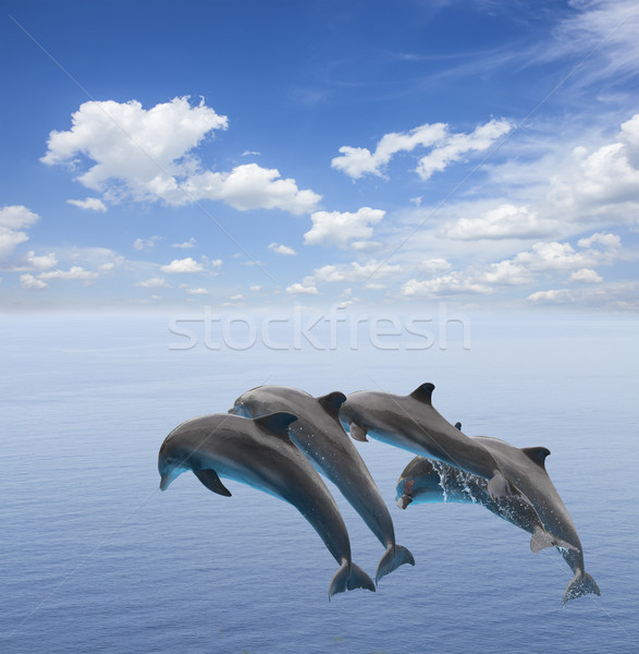Twee springen dolfijnen mooie zeegezicht diep Stockfoto © neirfy