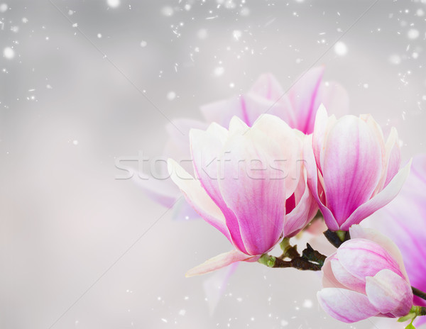 Roz magnolie flori crenguta proaspăt Imagine de stoc © neirfy