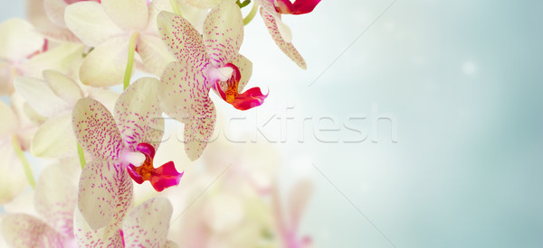 Foto stock: Rosa · orquídea · flores · azul · bandeira