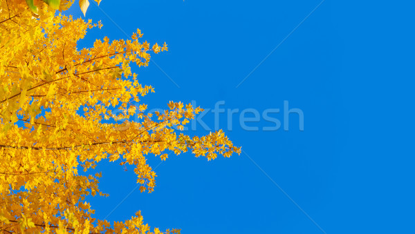 充滿活力 下降 黃色 樹 商業照片 © neirfy