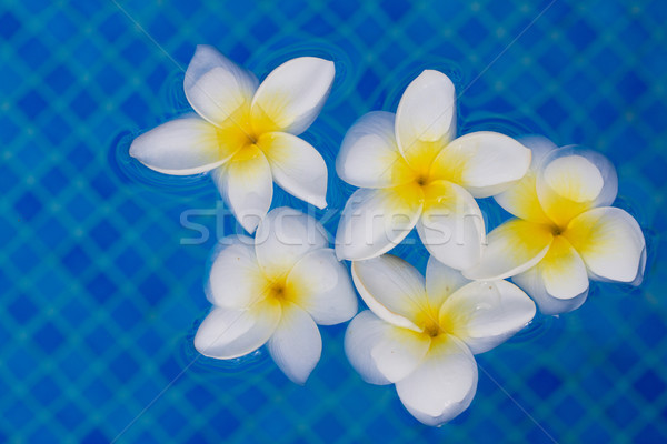 frangipani flowers in blue pool water Stock photo © neirfy