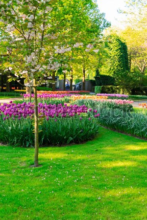 商业照片: 新鲜 · 草坪 · 花卉 · 绿草 · 春天的花朵 · 性质