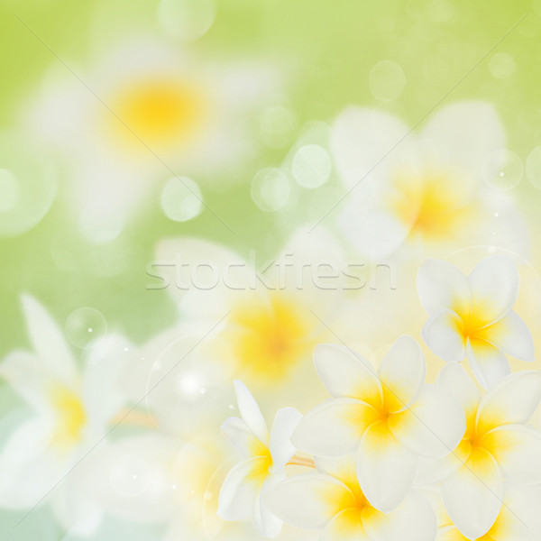 frangipani flowers Stock photo © neirfy