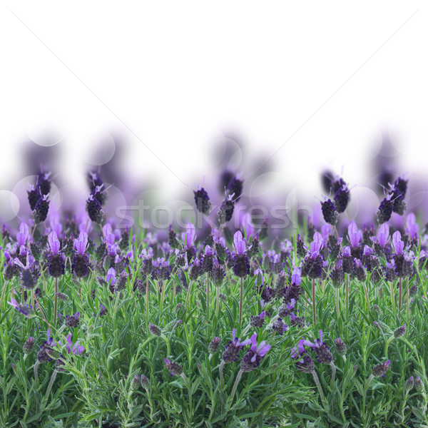 Foto stock: Lavanda · flores · blanco · campo · de · lavanda · frontera · aislado