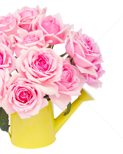 Frescos rosa rosas Foto stock © neirfy