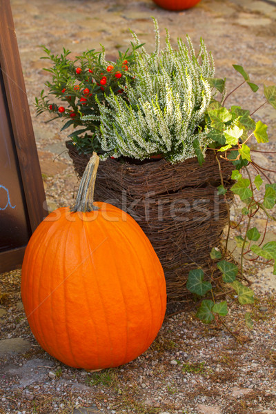 pumpkin and heather Stock photo © neirfy
