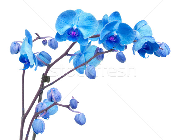 Stock photo: orchid flowers