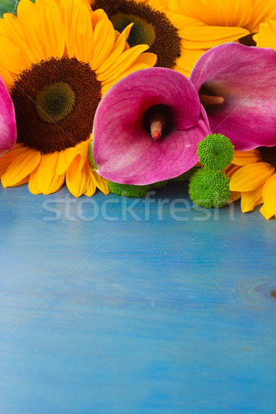 one bight sunflower Stock photo © neirfy