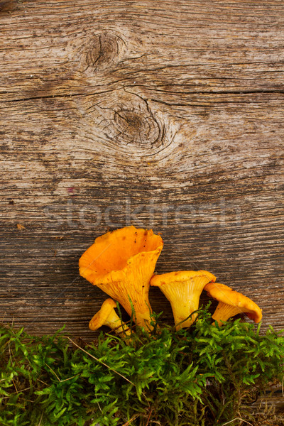 chanterelles Stock photo © neirfy