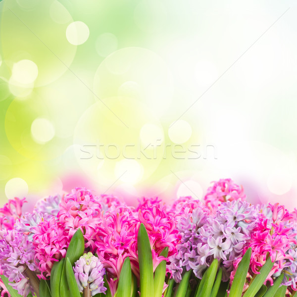 Pink and violet hyacinths Stock photo © neirfy