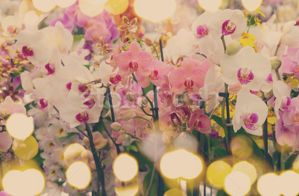 Stock photo: Bunch of orchids 