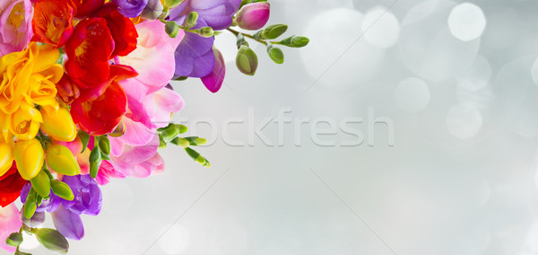 13700 Freesia Stock Photos Pictures  RoyaltyFree Images  iStock   Freesia flower Yellow freesia Freesia flowers