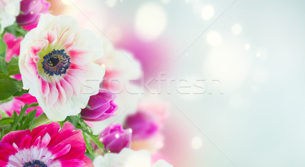 anemone flowers on blue Stock photo © neirfy
