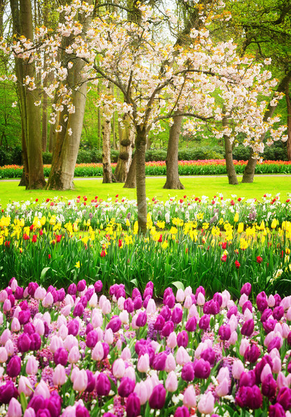 Formal spring garden Stock photo © neirfy