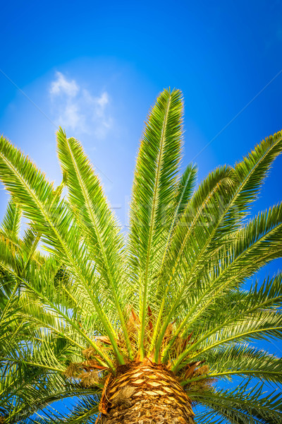 Palmas in blue sky Stock photo © neirfy