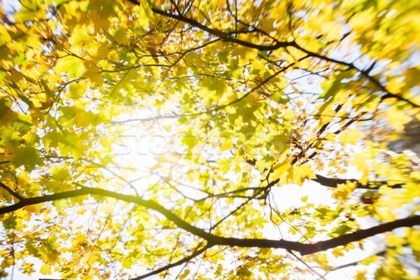 blur of yellow leaves Stock photo © neirfy