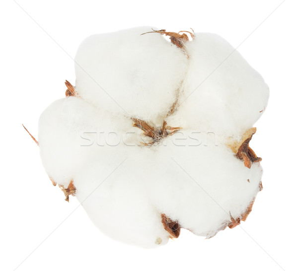 Bumbac plantă mugur una izolat alb Imagine de stoc © neirfy