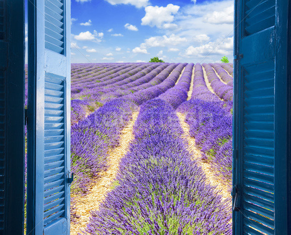 Okno lawendowe pole lata Błękitne niebo Zdjęcia stock © neirfy